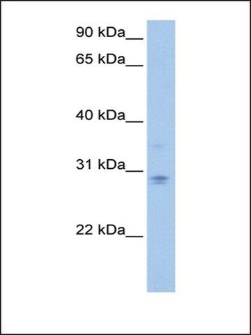 Anti-DCUN1D3 antibody produced in rabbit