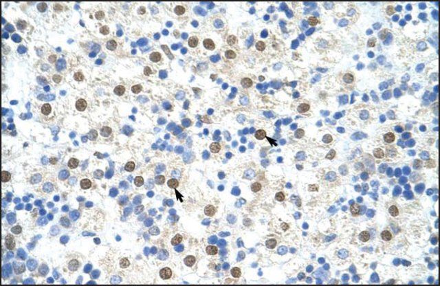 Anti-DAZAP1 (ab2) antibody produced in rabbit
