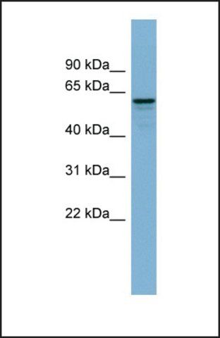 Anti-DCTN4, (N-terminal) antibody produced in rabbit