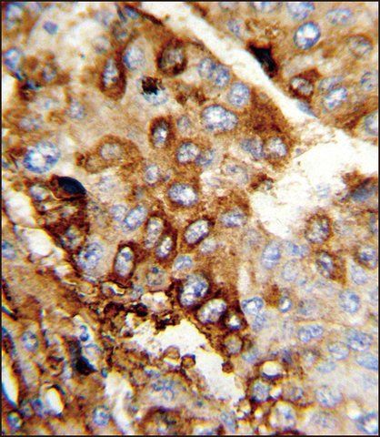 ANTI-DERL2 (C-TERM) antibody produced in rabbit