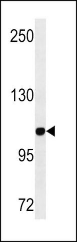 ANTI-BARON (N-TERM) antibody produced in rabbit