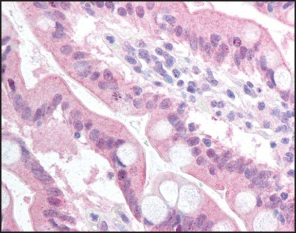 Anti-BCL2A1 antibody produced in rabbit