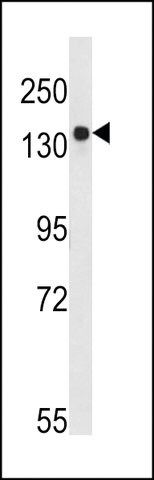 ANTI-BDP (ARID3B)(C-TERMINAL) antibody produced in rabbit