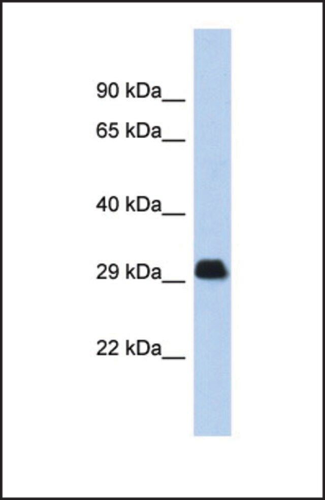 Anti-BCL2L1, (N-terminal) antibody produced in rabbit