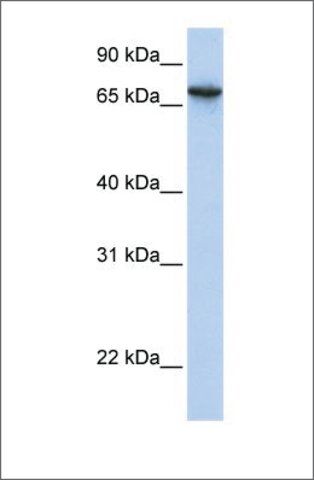 Anti-BAT5 (ab2) antibody produced in rabbit