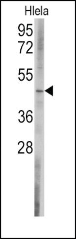 Anti-BCL2L13 (C-term) antibody produced in rabbit