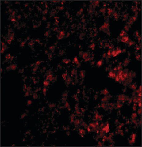 Anti-Blimp-1 (ab1) antibody produced in rabbit