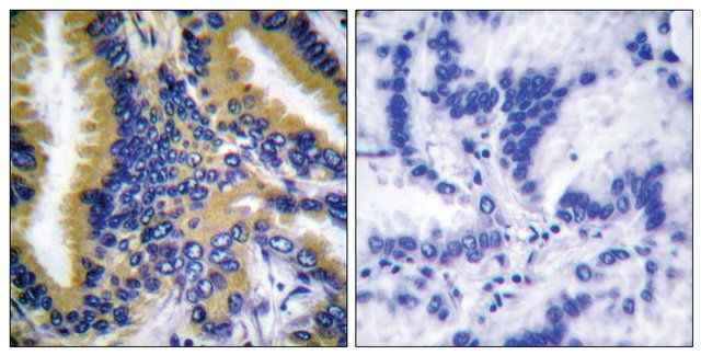 Anti-BIK antibody produced in rabbit