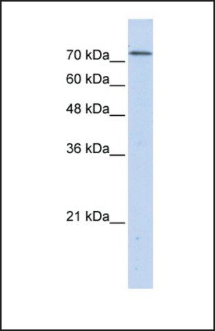 Anti-BOP1, (N-terminal) antibody produced in rabbit