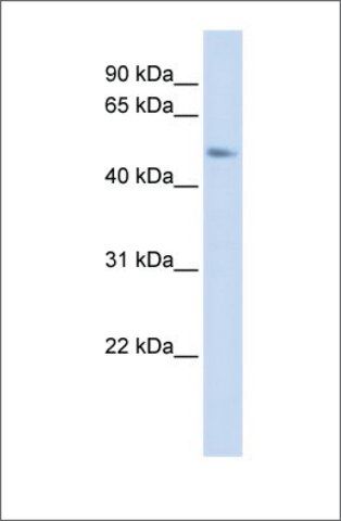 Anti-C15ORF27 antibody produced in rabbit