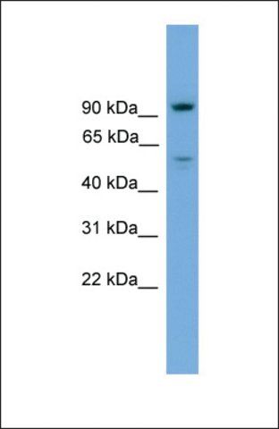 Anti-C16orf71 antibody produced in rabbit