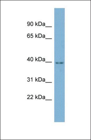 Anti-C16ORF48 antibody produced in rabbit