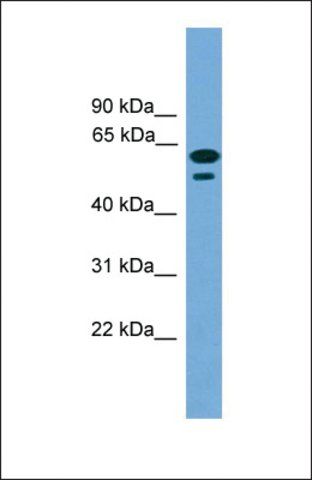 Anti-C19ORF45 antibody produced in rabbit