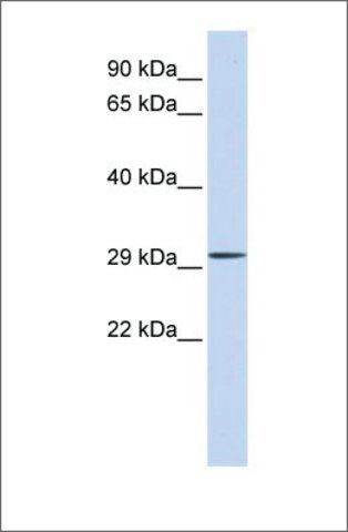 Anti-C1ORF111 antibody produced in rabbit