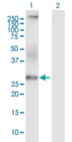 Anti-CACNG6 antibody produced in mouse