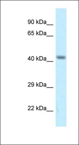 Anti-CACNG8 antibody produced in rabbit
