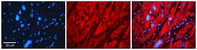 Anti-CCT7 antibody produced in rabbit