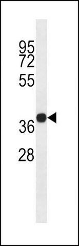 ANTI-CD320 (C-TERM) antibody produced in rabbit