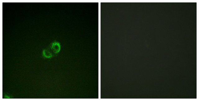 Anti-CD50 antibody produced in rabbit