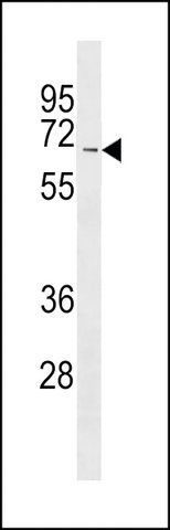 ANTI-AF9 (MLLT3) (CENTER V422) antibody produced in rabbit
