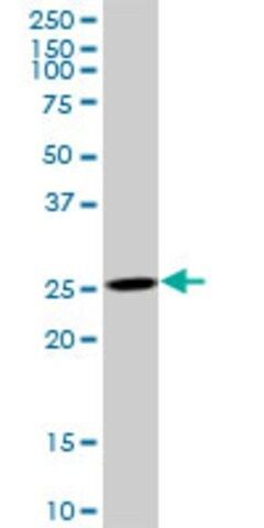 Anti-AK3 antibody produced in mouse