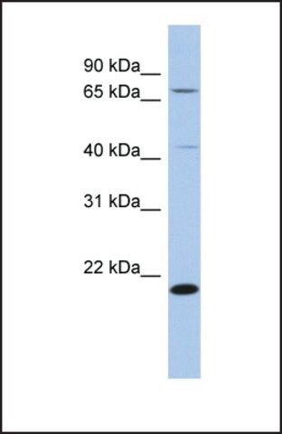 Anti-AMD1 antibody produced in rabbit
