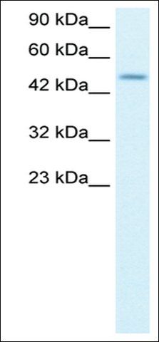 Anti-ALX4 (AB1) antibody produced in rabbit