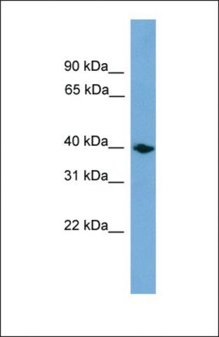 Anti-ANXA13 antibody produced in rabbit