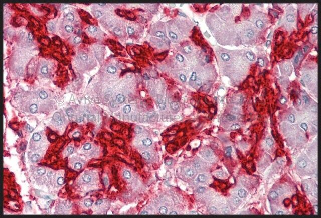 Anti-ANXA4 antibody produced in rabbit