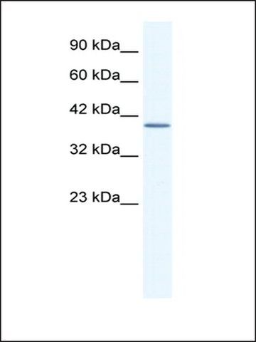 Anti-ANXA13 (AB1) antibody produced in rabbit