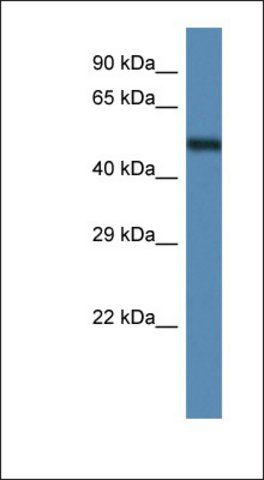Anti-ANXA11 antibody produced in rabbit