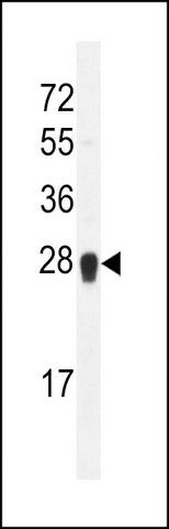 ANTI-ARL5C (N-TERM) antibody produced in rabbit