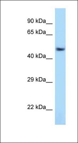Anti-ATF7 antibody produced in rabbit