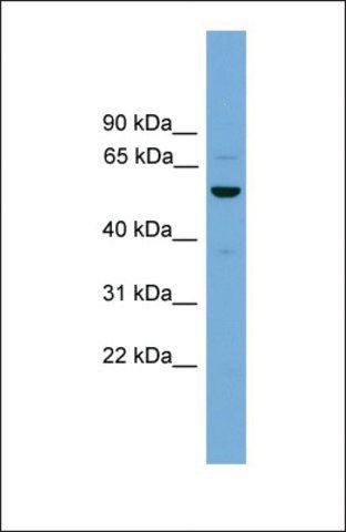 Anti-ASZ1 antibody produced in rabbit