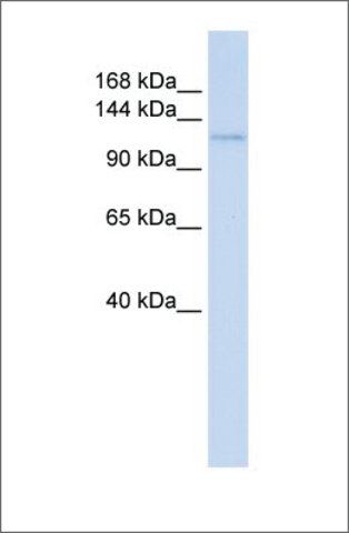 Anti-ATN1 (ab1) antibody produced in rabbit