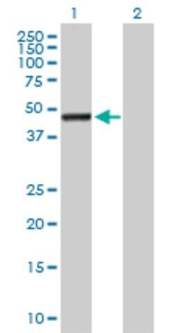 Anti-ASTN2 antibody produced in mouse