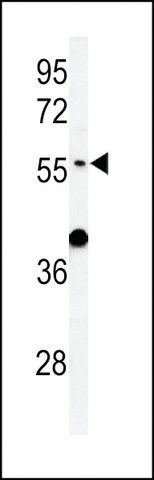 ANTI-ATL3 (CENTER) antibody produced in rabbit