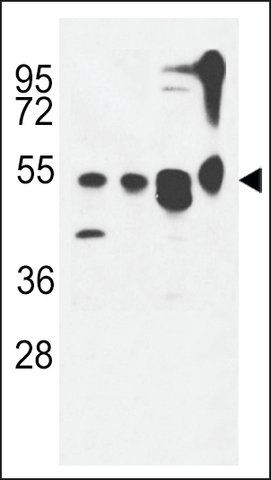 ANTI-ATG13(N-TERMINAL) antibody produced in rabbit