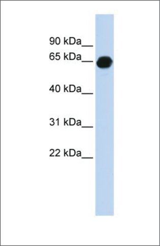 Anti-B3GALNT2 antibody produced in rabbit
