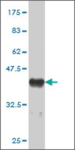 Monoclonal Anti-THRAP5 antibody produced in mouse