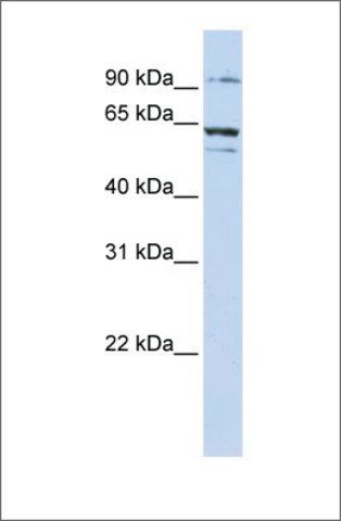 Anti-ABCE1 antibody produced in rabbit