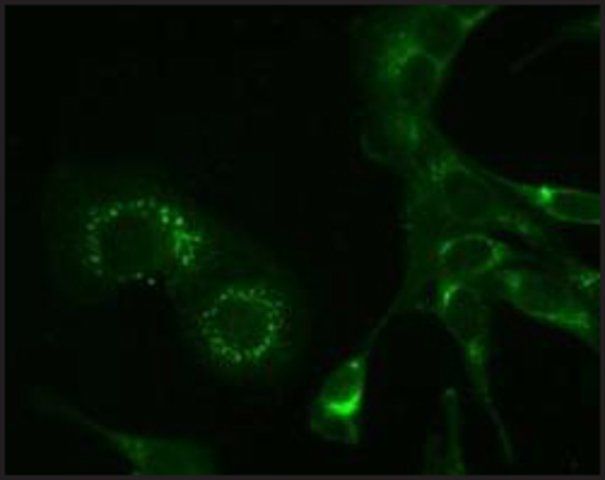 Monoclonal Anti-Hepatitis Virus (Strain A59) Nonstructural Protein 9 (nsp9) antibody produced in mouse