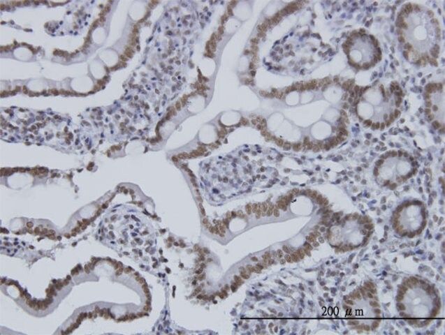 Monoclonal Anti-HDAC1 antibody produced in mouse