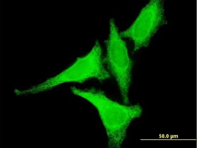 Monoclonal Anti-HSF2 antibody produced in mouse