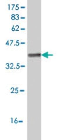 Monoclonal Anti-IL1RAPL1 antibody produced in mouse