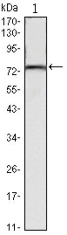 Monoclonal Anti-KLHL22 antibody produced in mouse