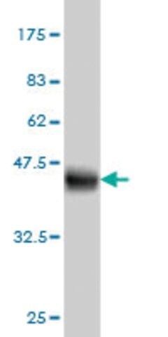 Monoclonal Anti-IFITM3 antibody produced in mouse