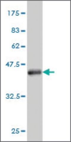 Monoclonal Anti-HINT2 antibody produced in mouse