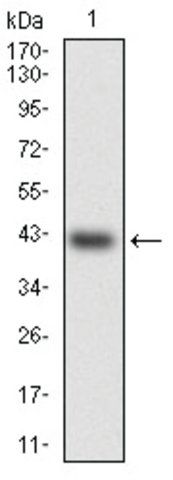 Monoclonal Anti-HSF4 antibody produced in mouse