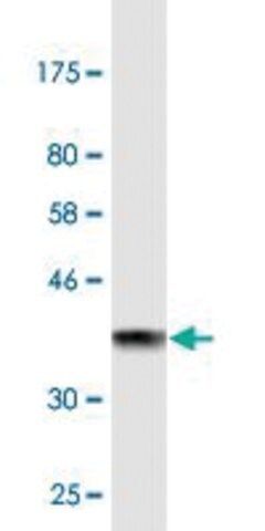 Monoclonal Anti-KLK1, (C-terminal) antibody produced in mouse